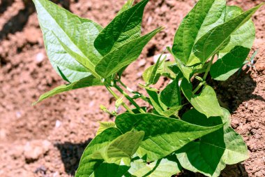 Brezilya 'da bir aile çiftliğinde büyüyen fasulye filizlerinin yakınlaşması