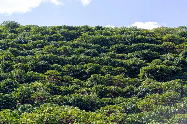 Bred Bild Kaffeplantage Delstaten Minas Gerais Brasilien — Stockfoto