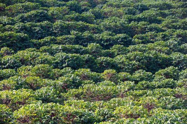 Bred Bild Kaffeplantage Delstaten Minas Gerais Brasilien — Stockfoto