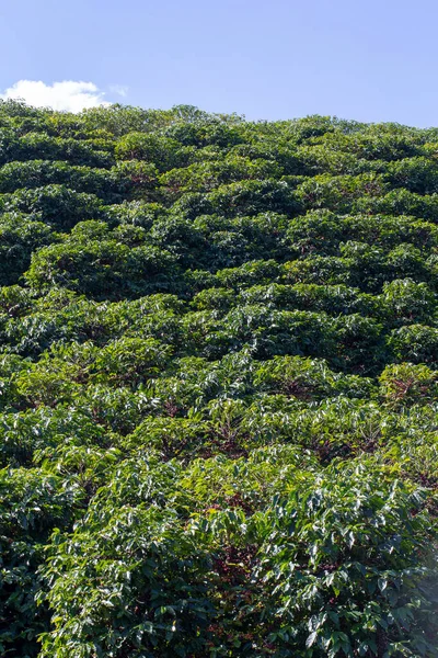 咖啡种植园的广阔视野 巴西米纳斯吉拉斯州的状态 — 图库照片