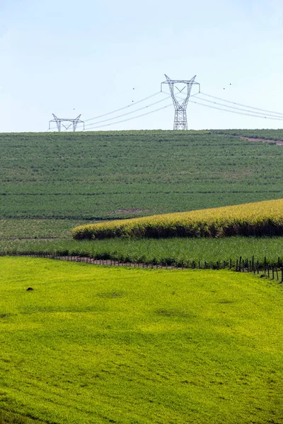 Field Plantation Sugarcane Other Crops Rural Landscape Various Shades Green — Stock Photo, Image