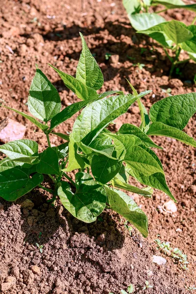 巴西一个家庭农场种植豆芽的封堵 — 图库照片