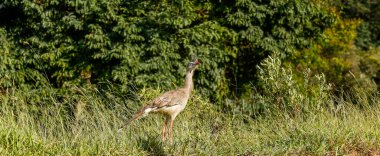 Kırmızı bacaklı seriema, Cariama cristata, ormanın kenarında alacakaranlıkta. Minas Gerais eyaletinin kırsal kesimi, Brezilya