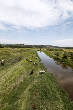 Nehir çayırda kırsal Brezilya yeşil çim otlayan atlar