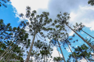 Brezilyalı çam ormanı, Güney Brezilya dağlık bölgelerde ağaç sembolü