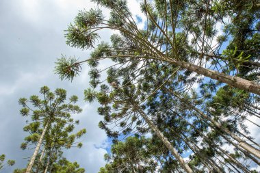 Brezilyalı çam ormanı, Güney Brezilya dağlık bölgelerde ağaç sembolü