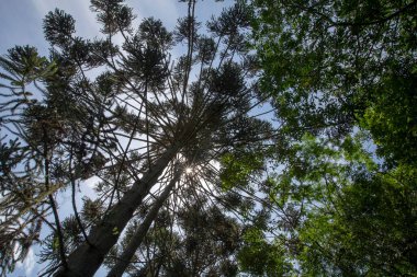 Brezilyalı çam, alttan üste görülen arka ışık, Dağlık bölgelerde Güney Brezilya, ağaç sembolü