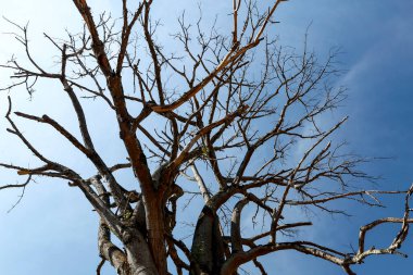 Mavi gökyüzü, yaşlılık simgeleyen karşı eski ipek ipi ağacının kuru dalları