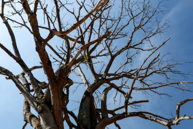Mavi gökyüzü, yaşlılık simgeleyen karşı eski ipek ipi ağacının kuru dalları