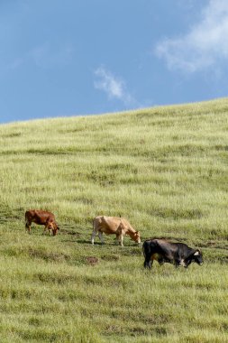 Brezilya Sao Paulo devlet, mavi gökyüzü ile yeşil çim tepe üzerinde otlatma sığır