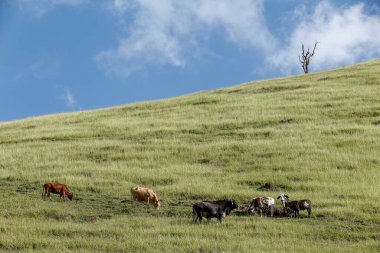 Brezilya Sao Paulo devlet, mavi gökyüzü ile yeşil çim tepe üzerinde otlatma sığır