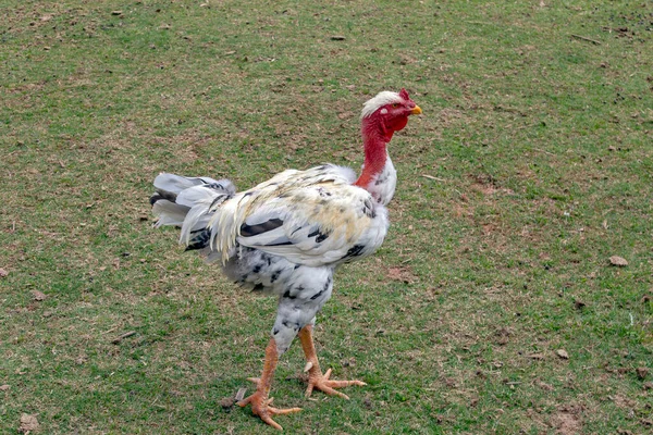 Szabadtartású Csirke Szabadon Mászkál Udvaron Fűvel — Stock Fotó