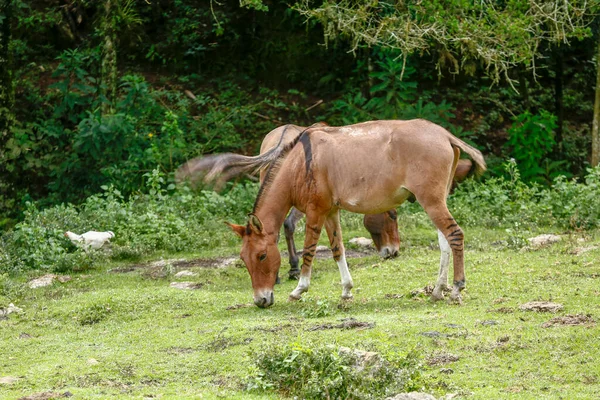 Asini Pascolo Sull Erba Verde Evidenziati Sullo Sfondo Scuro Della — Foto Stock