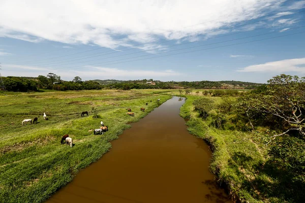 Hästar Betar Det Gröna Gräset Floden Ängen Landsbygden Brasilien — Stockfoto