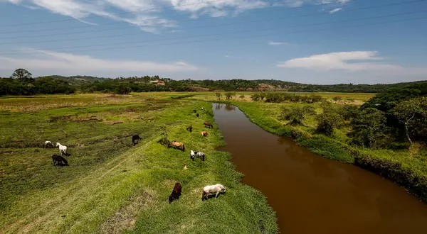 Hästar Betar Det Gröna Gräset Floden Ängen Landsbygden Brasilien — Stockfoto