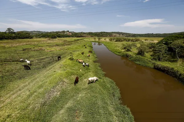 Hästar Betar Det Gröna Gräset Floden Ängen Landsbygden Brasilien — Stockfoto