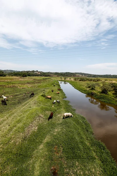 Koně Pasoucí Zelené Trávě Řeky Louka Venkově Brazílii — Stock fotografie