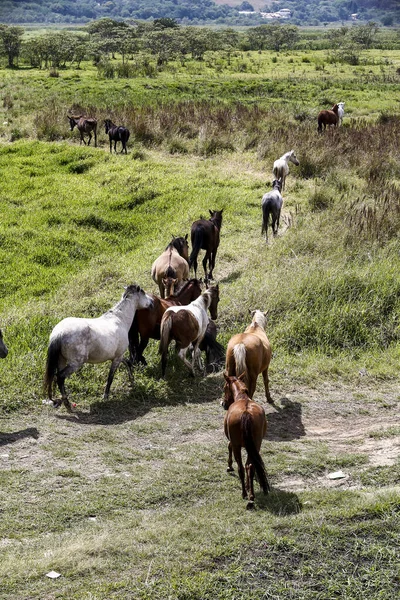 Caballos Pastando Hierba Verde Del Prado Del Río Campo Brasil — Foto de Stock