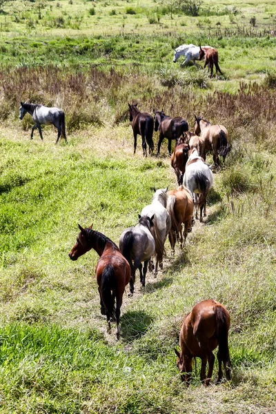 Cavalos Pastando Grama Verde Prado Rio Interior Brasil — Fotografia de Stock