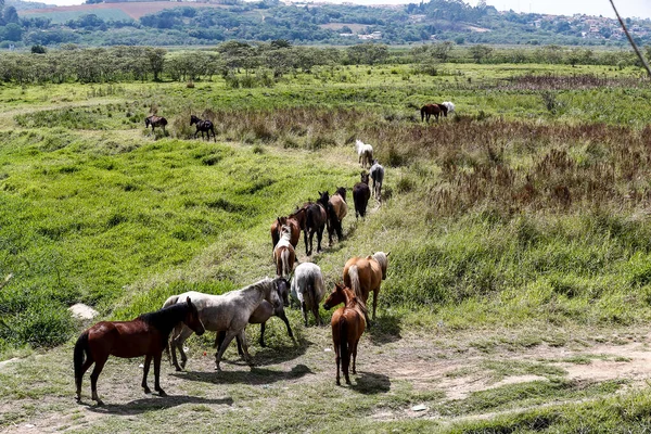 ブラジルの田舎の川の牧草地の緑の草放牧の馬 — ストック写真