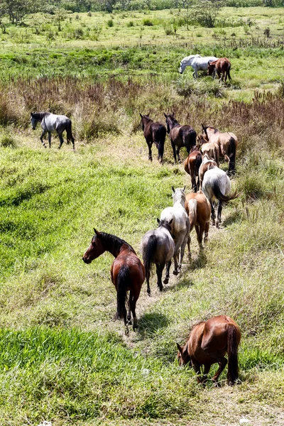 Лошади Пасутся Зеленой Траве Речного Луга Сельской Местности Бразилии — стоковое фото