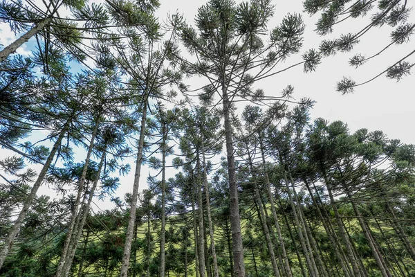 Bosque Pino Brasileño Símbolo Árbol Las Regiones Montañosas Del Sur —  Fotos de Stock