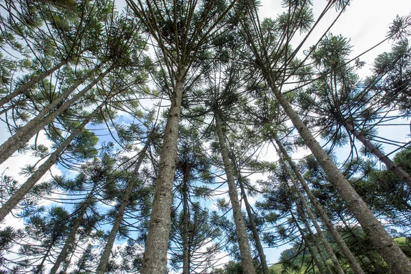 Brasilianska Tallskog Träd Symbol För Bergiga Regionerna Södra Brasilien — Stockfoto