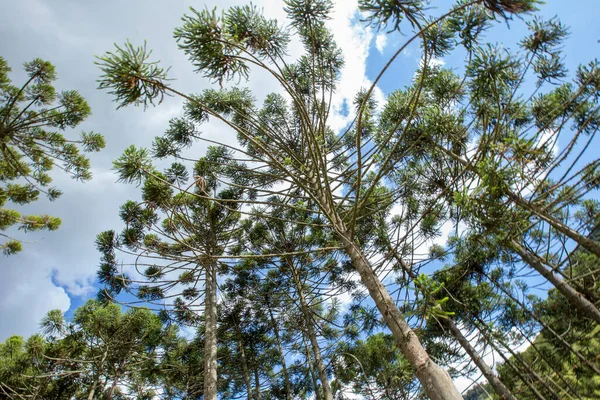 Brasilianska Tallskog Träd Symbol För Bergiga Regionerna Södra Brasilien — Stockfoto