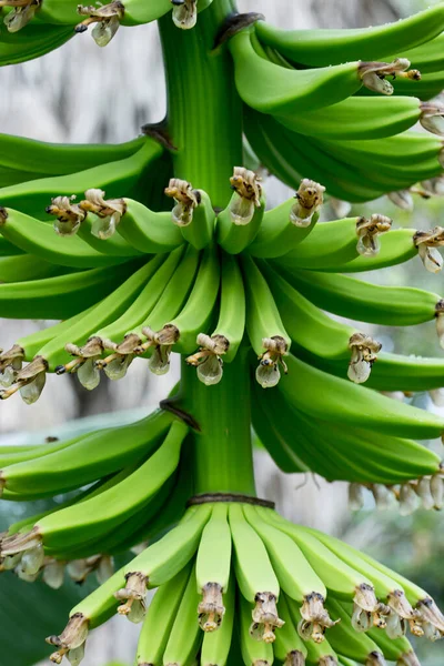 Banánfa Éretlen Gyümölcsökkel Ribeira Valley Sao Paulo Állam Brazília — Stock Fotó