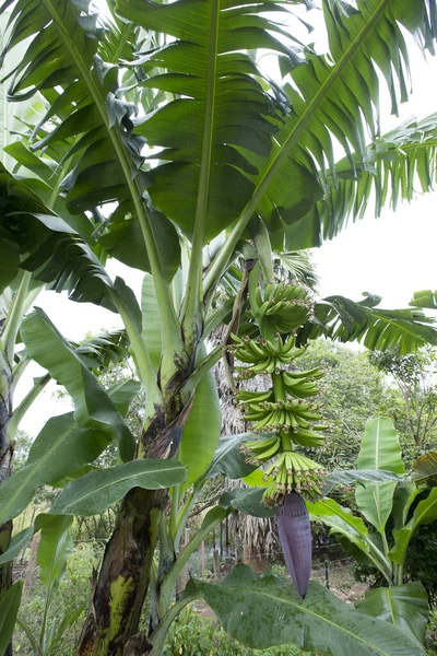 Banánfa Éretlen Gyümölcsökkel Ribeira Valley Sao Paulo Állam Brazília — Stock Fotó