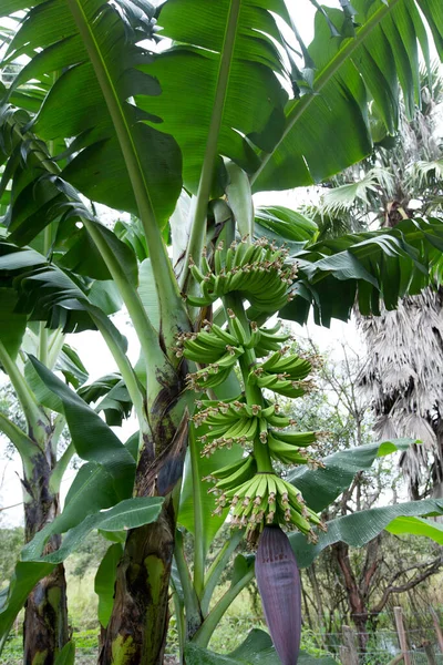 Banánfa Éretlen Gyümölcsökkel Ribeira Valley Sao Paulo Állam Brazília — Stock Fotó