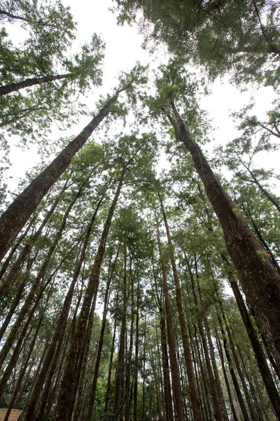 Eucalyptus Plantage Sett Nedifrån Och Upp Med Trädtoppar Och Himlen — Stockfoto