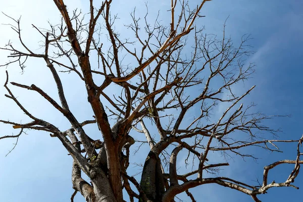Mavi gökyüzü, yaşlılık simgeleyen karşı eski ipek ipi ağacının kuru dalları