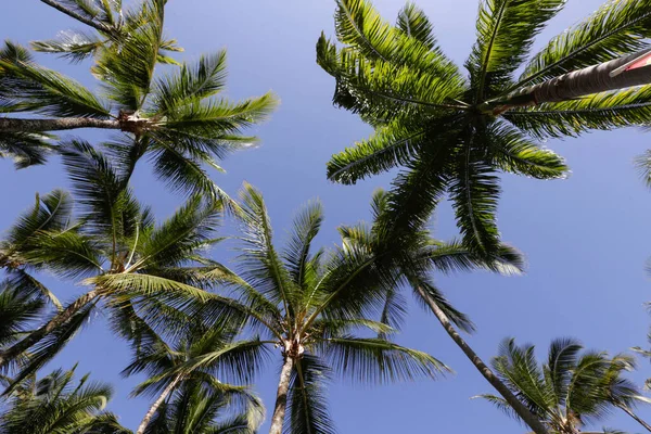 Plantacja Kokosów Drzewami Widzianymi Góry Dołu Pod Błękitnym Niebem Bahia — Zdjęcie stockowe