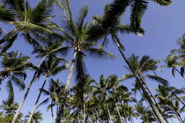 Плантация Кокосовых Деревьев Деревьями Сверху Донизу Голубым Небом Баия Бразилия — стоковое фото