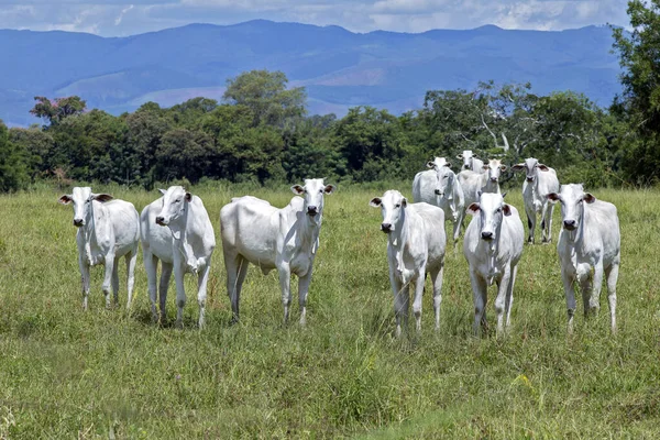 Nelore Gado Pasto Verde Com Colinas Azuis Fundo São Paulo — Fotografia de Stock