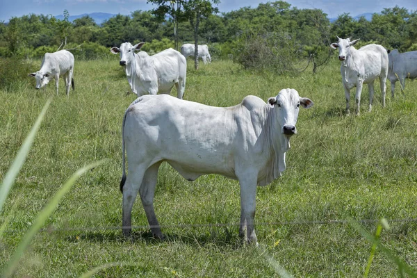 Nellore Cattle Steers Green Pasture Trees Background Sao Paulo Brazil — Stock Photo, Image