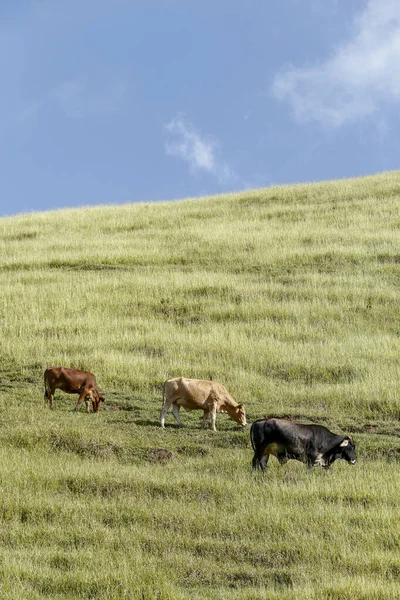 Brezilya Sao Paulo devlet, mavi gökyüzü ile yeşil çim tepe üzerinde otlatma sığır