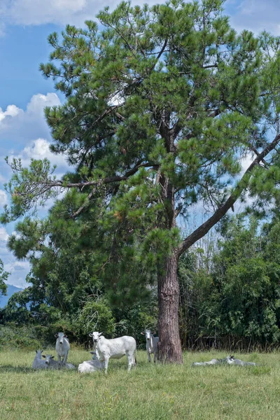Неллор Скот Зеленом Пастбище Деревьями Заднем Плане Сан Паулу Бразилия — стоковое фото