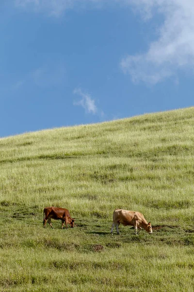 Ganado Pastando Verde Colina Hierba Con Cielo Azul Estado Sao — Foto de Stock