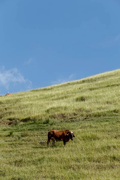 Bydło Pasące Się Zielony Trawa Hill Błękitem Nieba Stanie São — Zdjęcie stockowe