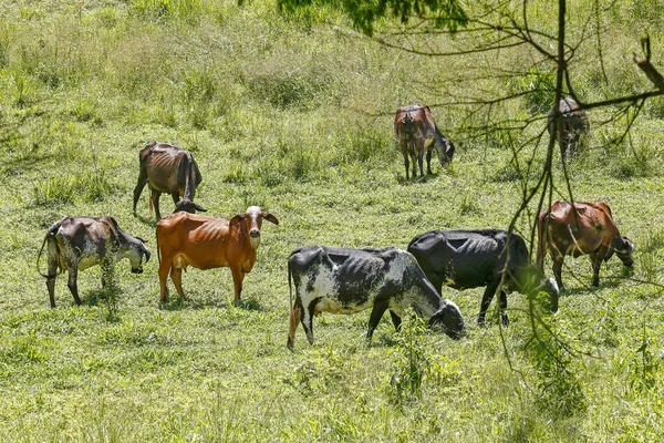 Bétail Broutant Sur Colline Herbe Verte État Sao Paulo Brésil — Photo