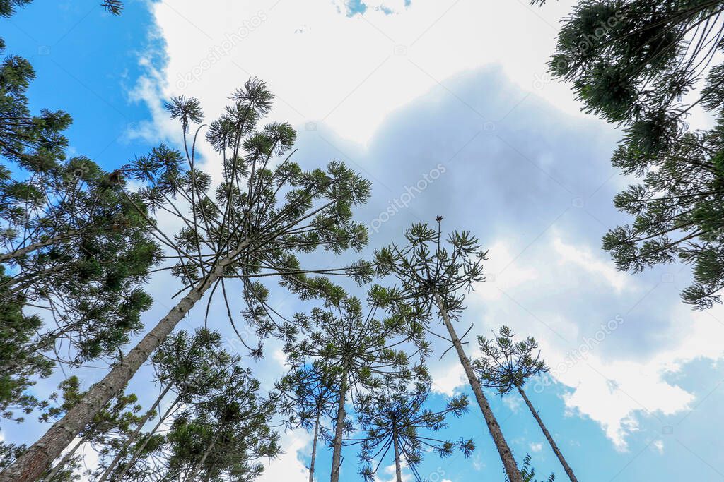 Brazilian pine forest, tree symbol of the mountainous regions of Southern Brazil