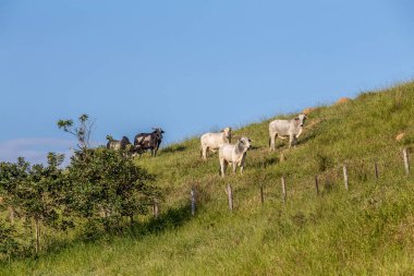 Sığır arazide yüksek tepeye. Sao Paulo, Brezilya
