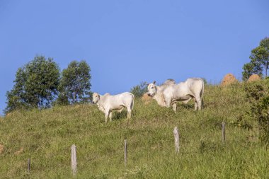 Nelore sığır arazide yüksek tepeye. Sao Paulo, Brezilya