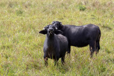 Su bufalo günbatımı ışığında yüksek çim arazide. Iguape, Sao Paulo, Brezilya