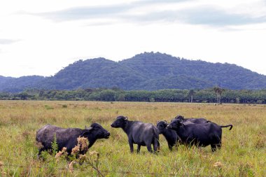 Su bufalo günbatımı ışığında yüksek çim arazide. Iguape, Sao Paulo, Brezilya