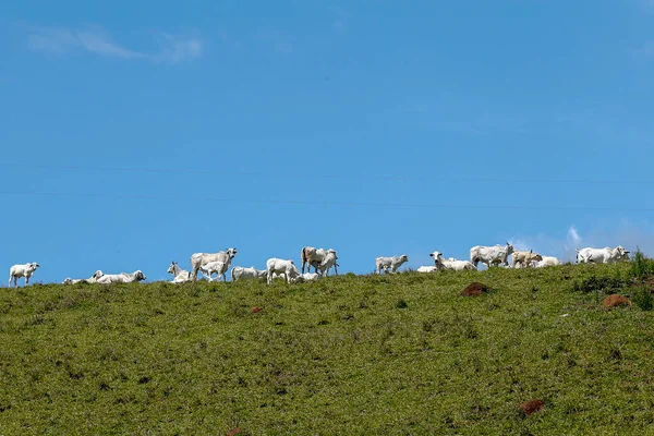 Bovini Nelore Pascolo Verdi Colline Erbose Con Cielo Blu Nello — Foto Stock