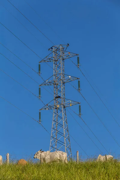 Ganado Nelore Colina Bajo Torre Transmisión Eléctrica Sao Paulo Brasil — Foto de Stock