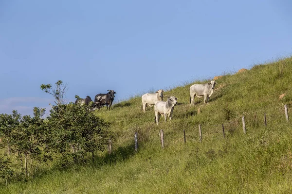 Sığır arazide yüksek tepeye. Sao Paulo, Brezilya